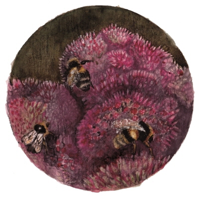 Week 38. Watercolour; Bumble bees Bombus terrestris.